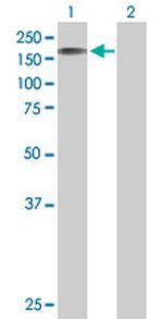 STK11IP Polyclonal Antibody, MaxPab™