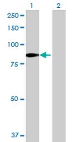 OSBPL10 Polyclonal Antibody, MaxPab™