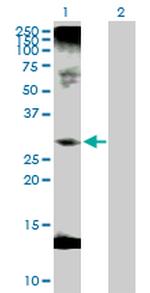 C1QTNF1 Polyclonal Antibody, MaxPab™