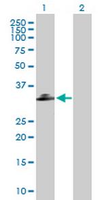 C1QTNF2 Polyclonal Antibody, MaxPab™