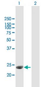 C1QTNF3 Polyclonal Antibody, MaxPab™