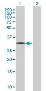 C1QTNF7 Polyclonal Antibody, MaxPab™