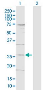 DDIT4L Polyclonal Antibody, MaxPab™