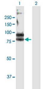 FCRL3 Polyclonal Antibody, MaxPab™
