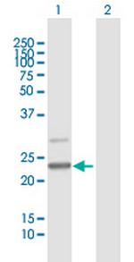 C7orf30 Polyclonal Antibody, MaxPab™