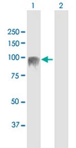 EVI5L Polyclonal Antibody, MaxPab™