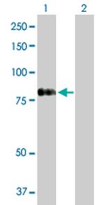 RASGRP4 Polyclonal Antibody, MaxPab™