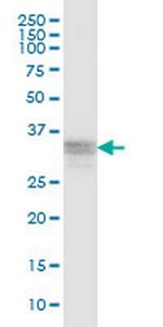 RNF166 Polyclonal Antibody, MaxPab™