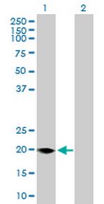 FMO9P Polyclonal Antibody, MaxPab™