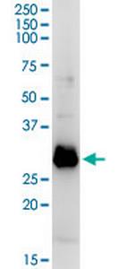 OLIG1 Polyclonal Antibody, MaxPab™
