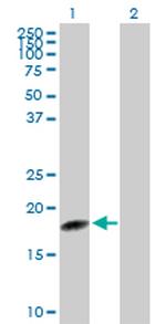 C1ORF19 Polyclonal Antibody, MaxPab™