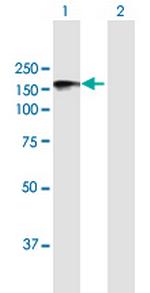 FAM129A Polyclonal Antibody, MaxPab™