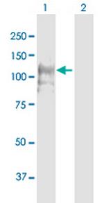 CNTROB Polyclonal Antibody, MaxPab™
