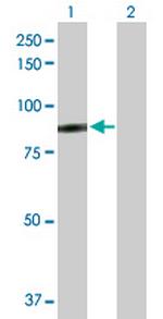 SSX2IP Polyclonal Antibody, MaxPab™