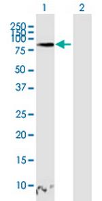 TAGAP Antibody in Western Blot (WB)