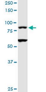TAGAP Polyclonal Antibody, MaxPab™
