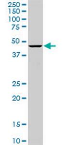 OLFM3 Monoclonal Antibody (3A2)