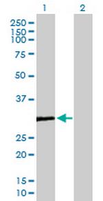 COMTD1 Polyclonal Antibody, MaxPab™