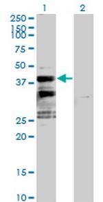 SFXN2 Antibody in Western Blot (WB)