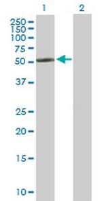 CYP2R1 Polyclonal Antibody, MaxPab™