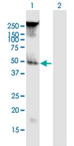 FAM55B Polyclonal Antibody, MaxPab™