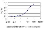 RHEBL1 Antibody in ELISA (ELISA)
