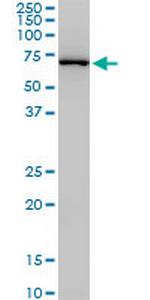 NEDD1 Monoclonal Antibody (3H7)