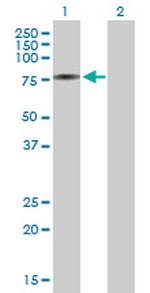 AK7 Polyclonal Antibody, MaxPab™
