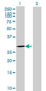 C14orf28 Antibody in Western Blot (WB)