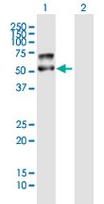 PLD4 Polyclonal Antibody, MaxPab™