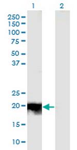 JDP2 Monoclonal Antibody (3C1)