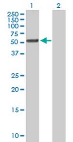TTC8 Polyclonal Antibody, MaxPab™
