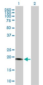 SENP8 Polyclonal Antibody, MaxPab™