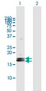 LOC124220 Polyclonal Antibody, MaxPab™