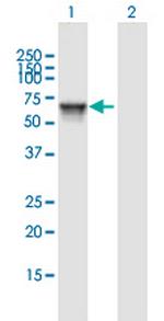 KIAA1970 Polyclonal Antibody, MaxPab™
