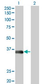 MSI2 Antibody in Western Blot (WB)