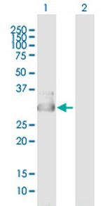 CYB5D1 Polyclonal Antibody, MaxPab™