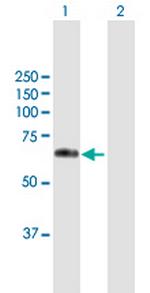 WFIKKN2 Polyclonal Antibody, MaxPab™