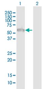 ZFP3 Polyclonal Antibody, MaxPab™