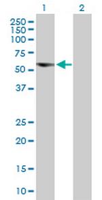 C17orf57 Polyclonal Antibody, MaxPab™