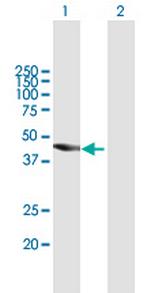 TBC1D16 Polyclonal Antibody, MaxPab™