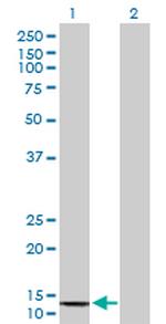 COX6B2 Polyclonal Antibody, MaxPab™
