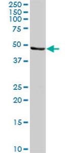 CALR3 Antibody in Western Blot (WB)