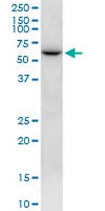NTN5 Polyclonal Antibody, MaxPab™