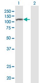 NLRP8 Polyclonal Antibody, MaxPab™