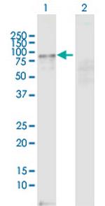 ZNF573 Polyclonal Antibody, MaxPab™
