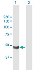 WTIP Polyclonal Antibody, MaxPab™