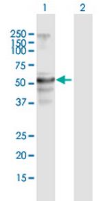 FLJ39501 Polyclonal Antibody, MaxPab™