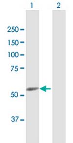 CYP4F22 Polyclonal Antibody, MaxPab™