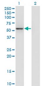 MGC29891 Monoclonal Antibody (3A3-1F4)